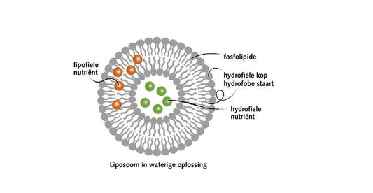 Wat zijn liposomale formules? - NowVitamins