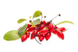Berberis vulgaris / zuurbes wortel tinctuur - NowVitamins - Natura Sanat - 8713589056369